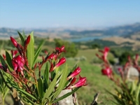 Foto 42