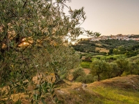30-1 Gli ulivi di Macchia
