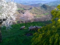 38 Primavera