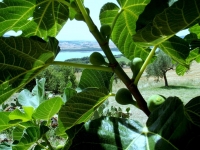 9-2 Frutta di lago